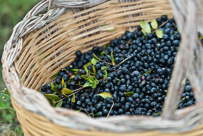 Freshly picked mirto; image courtesy of Bresca Dorada.