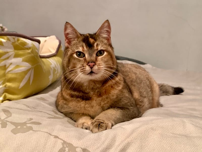 Four years ago: Fortuna’s first night in my apartment after the longest drive, she was such a champ. Photo: © tablehopper.com.